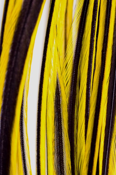 Coq badger - 25-35 cm - jaune